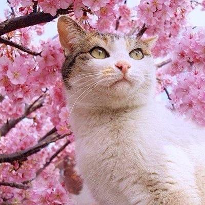 iwahashi3's profile picture. 劇団ラッパ屋