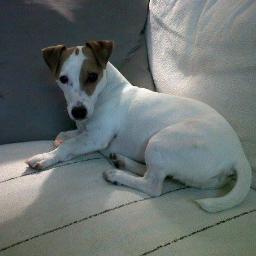 FindMilo's profile picture. My name is Milo and I am lost. Please help me get home and spread the word! I have been lost since March 2015 but have been since spotted many times!