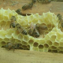 Le rucher école du Magnerolle regroupe près de 80 adhérents, il forme des apiculteurs et défend la biodiversité