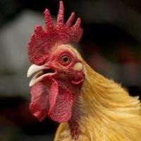 Apricot Lane Farms (@apricotlanefarm) 's Twitter Profile