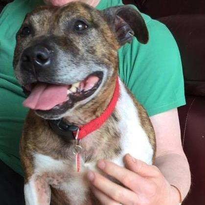 Jake lived at @hilbraesdogs and now under the wing of @SeniorStaffy his details are here http://t.co/62QGut99pH