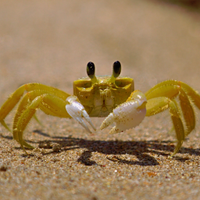 Tiny Angry Crab (@tinyangrycrab) 's Twitter Profile Photo Tiny Angry Crab (@tinyangrycrab) 's Twitter Profile Photo