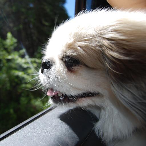 SweetMelody78's profile picture. Living lmy best life with my ssoulmate and puppers!