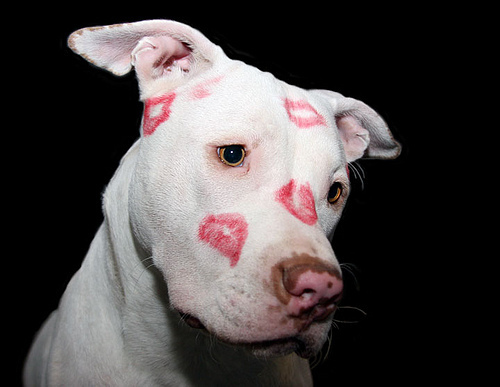 Pit Bull lover,advocate for the breed,all things dog and wine :)
