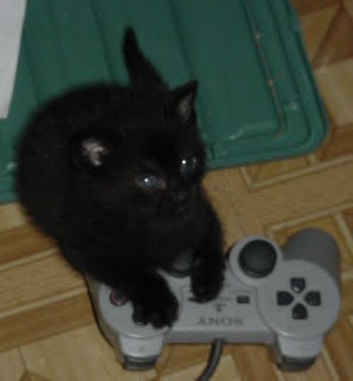 ClaireLeah's profile picture. Former Chair Open Source Committee of the American Bar Association. IP Attorney, crocheter, knitter, charity organizer