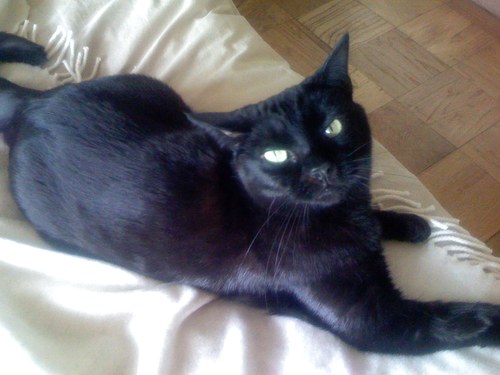 picklejane's profile picture. 💎🦍🐈‍⬛💥🚀🌔