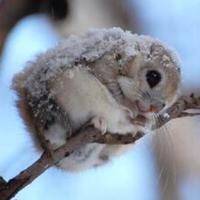 てん (@asaga_kita) 's Twitter Profile Photo