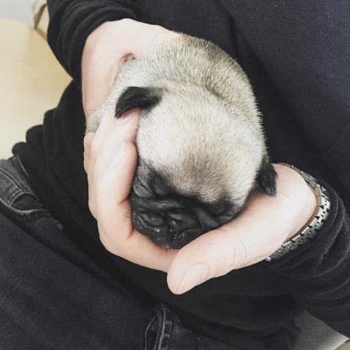 #JägerOfficial Hellllloooo I'm @HARDWELL 's little cute puppy, my name is Jäger and I'm a 5-week-old fawn pug puppy.