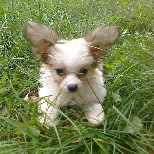 kamor6's profile picture. 