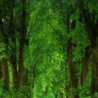 Amaaal (@aalsiyabe) 's Twitter Profile