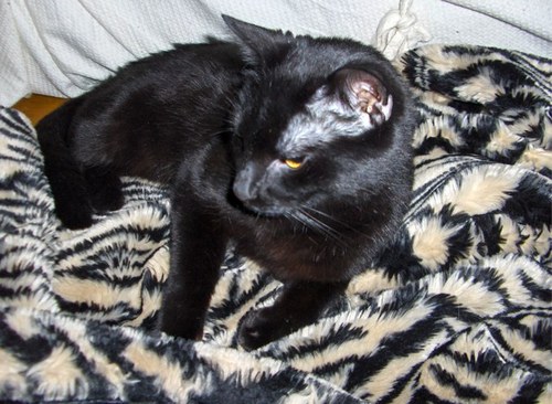 MyboyfriendCat's profile picture. I'm was the most awesome cat.. September 2004 to February 2012.