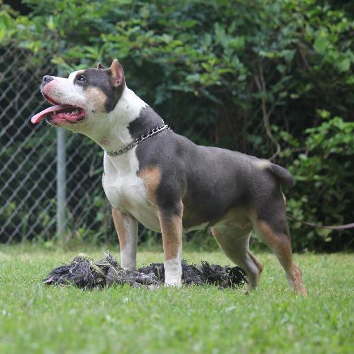 We take pride in our dogs and our goal is to produce quality American Pit Bull Terrier that will have good temperament, health, structure, size, and drive.