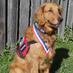 Luke the Therapy Dog (@luketherapydog) Twitter profile photo Luke the Therapy Dog (@luketherapydog) Twitter profile photo