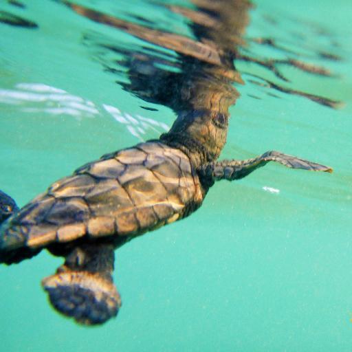 Non-profit, Non Governmental Organisation for the conservation of Loggerhead Turtles & environment on the Ionian island of Zakynthos. Volunteers welcome!