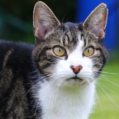 ChilliChappy's profile picture. A creative at heart https://t.co/oNwRGpXWgJ