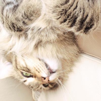 青い羽毛 Nyankmot Twitter