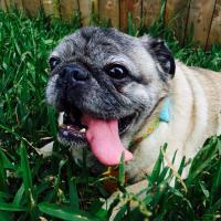 Old Man Pug(@oldmanpug) 's Twitter Profile Photo