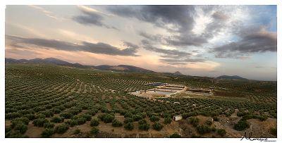 Nací en Jaén y me dedico a mimar y cuidar el árbol santo y seña de mi provincia para que produzca el mejor fruto que dará lugar al mejor AOVE