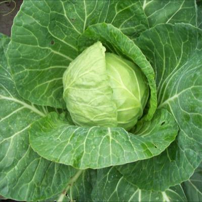 I am the tiny little massive cabbage pixie that will visit your cabbages on the 4th fortnight on the year of 1736.