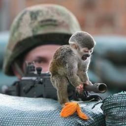 Cog_Capuchin's profile picture. A curious Capuchin
