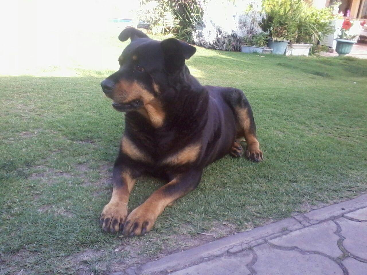 mefbojanovic's profile picture. 