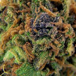 A fan of any and everything Marajuana! Lets change the world.
