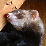 ferret_bot's profile picture. フェレット（英: ferret）は、イタチ科に属する肉食性の哺乳小動物である。イタチの一種であるヨーロッパケナガイタチから家畜化されたもので、古くからヨーロッパで飼育され、現在は世界中で飼われている。（Wikipediaより）