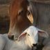 Save Cows (@savecowsofindia) Twitter profile photo Save Cows (@savecowsofindia) Twitter profile photo
