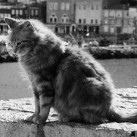 ginneko (@ginneko_aj) 's Twitter Profile Photo