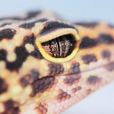 HerptilesUK - Welsh based reptile breeders specialising in Leopard Gecko morphs. For further enquiries contact us at - herptiles@outlook.com