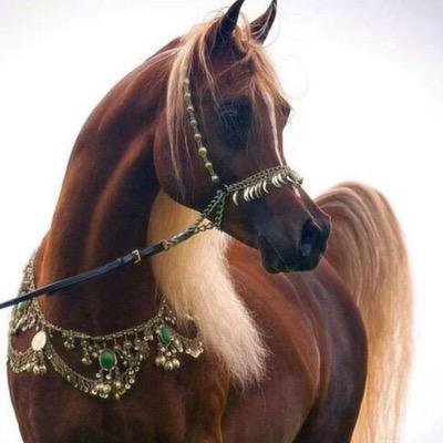 ihem_7's profile picture. سبحان الله وبحمده ، سبحان الله العظيم