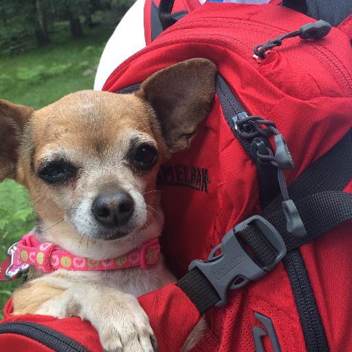 judybernas's profile picture. Burnett School of Medicine at TCU, senior associate dean. The views expressed here are my own.  Chair, Fiesta Bowl Board of Directors.