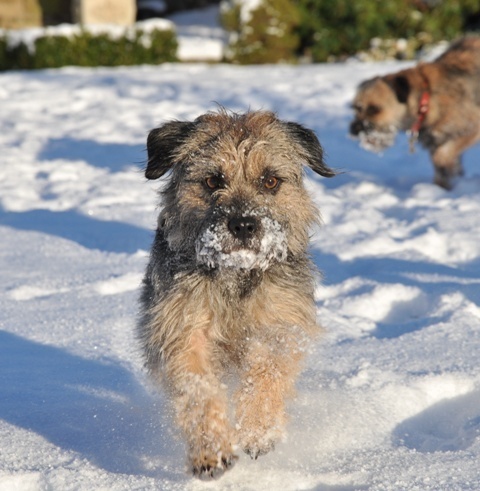 I’m an aristocratic border terrier who shares a turbulent relationship with my much less refined brother, Hugo. I'm CEO of @harveyandhugo.
