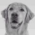 Pugglez (@pugglez44) Twitter profile photo Pugglez (@pugglez44) Twitter profile photo
