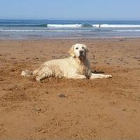 Arturo cueto junco (@turycueto) 's Twitter Profile