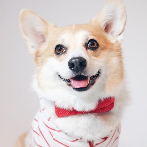 i'm a corgi with an owl backpack! i love pizza and my birthday is april 12. bark at me: sneakersthecorgi@gmail.com