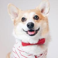 Sneakers the Corgi (@sneakerscorgi) Twitter profile photo