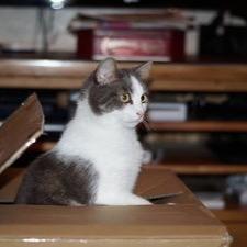 SightedShrops's profile picture. 