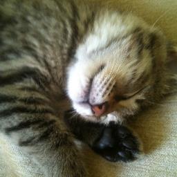 BalMiel2's profile picture. 