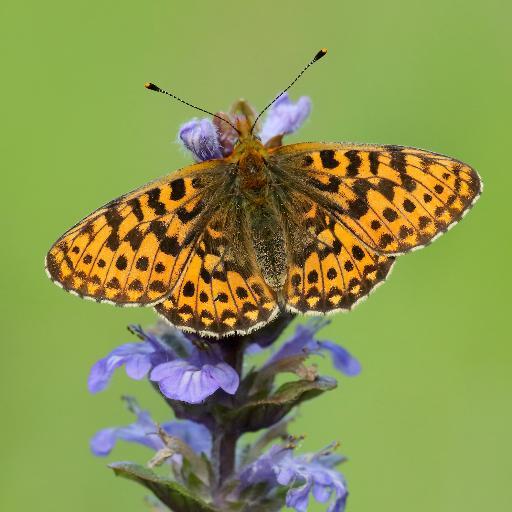 Cumbria Branch of Butterfly Conservation, saving butterflies, moths and our environment. See our website for events and more information.