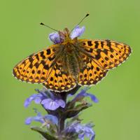 Cumbria Butterfly Conservation(@BC_Cumbria) 's Twitter Profileg
