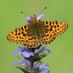 Cumbria Butterfly Conservation (@bc_cumbria) Twitter profile photo Cumbria Butterfly Conservation (@bc_cumbria) Twitter profile photo