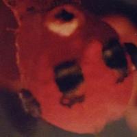 TB Motherlode (@tbmotherlode) 's Twitter Profile Photo TB Motherlode (@tbmotherlode) 's Twitter Profile Photo