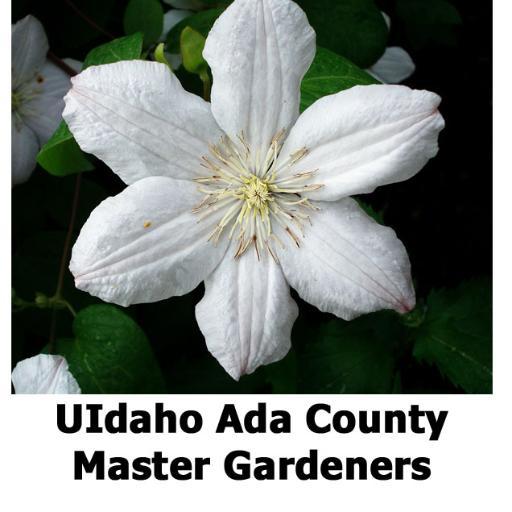 University of Idaho Extension volunteers who help folks in Ada County grow things. Gardening, landscape, houseplants.