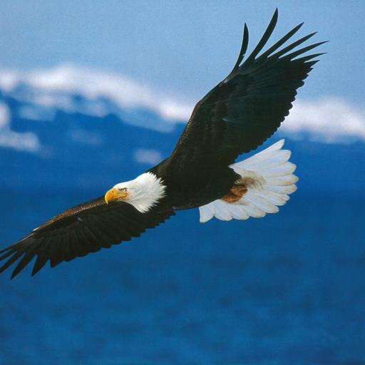 RonJohnson12354's profile picture. Retired