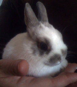roses_rabbit's profile picture. I'm not an imaginary rabbit.  For further info, see @brians_cat