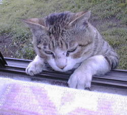 cyanya's profile picture. 