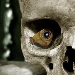 brojas686's profile picture. fútbol, es el verdadero amor