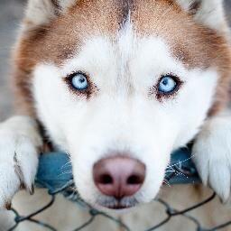 The Cutest Husky Puppies around!