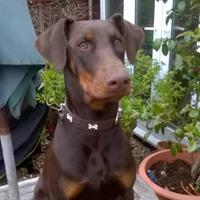 Reba Ford - @RebaTheDoberman Twitter Profile Photo